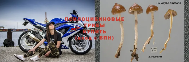 OMG как войти  где найти наркотики  Кинешма  Галлюциногенные грибы MAGIC MUSHROOMS 